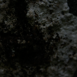 Macro Lichen